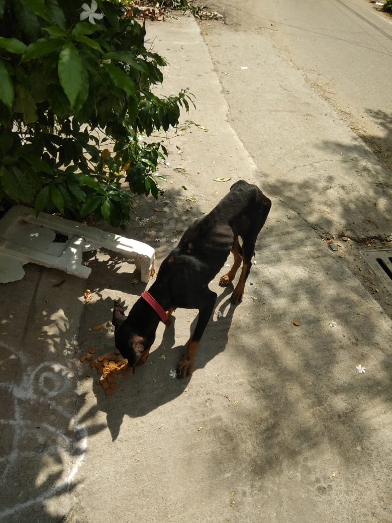 Kanni Male Puppy With Red Collar Find My Dog